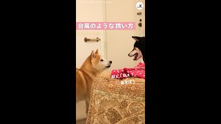 【まるで台風?】お兄ちゃんと今すぐ遊びたい黒柴妹♪ → 気持ちが爆発してスゴいことに…(笑)