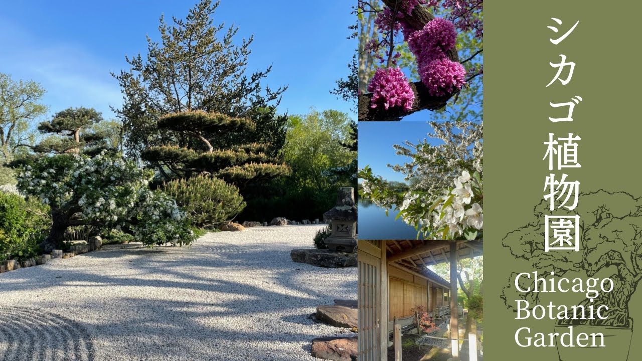 アメリカにある日本庭園散歩 自然の癒し 心のリフレッシュ シカゴ植物園 Chicago Japanesegarden Youtube