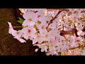 2021 SAKURA Beautiful Cherry blossoms in Osaka insta 360