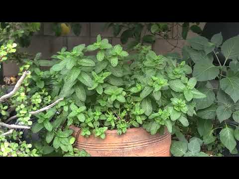 Vidéo: Red Raripila Mint Information - Conseils pour cultiver des plantes de menthe Raripila rouge