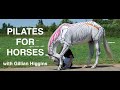 Carrot Exercises for Horses