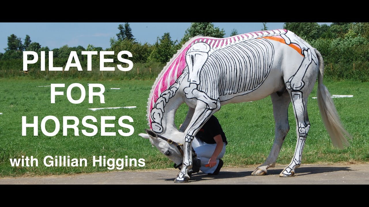 Carrot Exercises for Horses YouTube