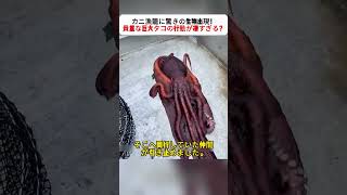 カニ漁籠に驚きの生物出現！ 貴重な巨大タコの行動が凄すぎる？ #海の生き物# 漁師の日常# 巨大タコ# 海釣り漁業# 自然の不思議
