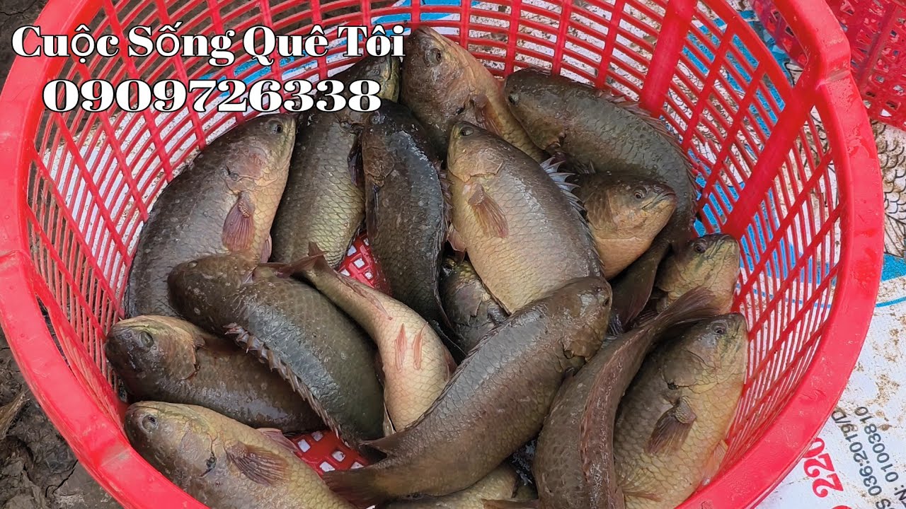Thu Hoạch Ao Cá Rô Đầu Nhím Ngày 7 Tháng 10 ( DL ) 2024 || 3 Tháng 20 Ngày 3/4 Con/kg