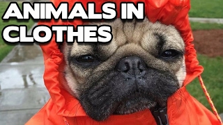 Funny Animals in Clothes Compilation (BEST FUNNY ANIMAL COMPILATION)