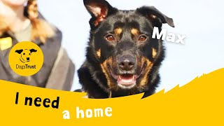Max the marvellous Australian Kelpie | Dogs Trust Leeds