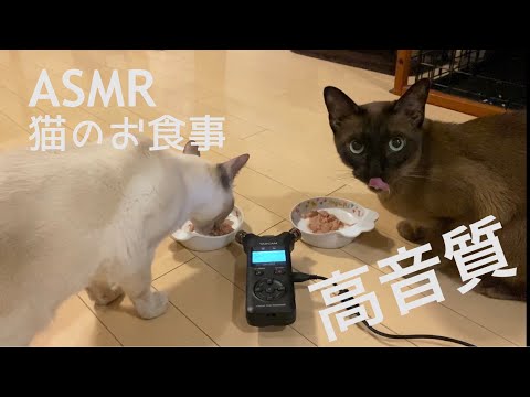 【ASMR】猫の咀嚼音　ウェットフード　(高音質) Cat eating food