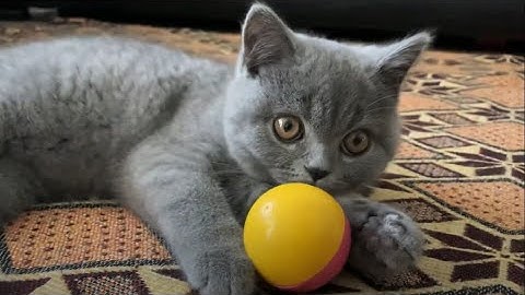 Yeni Evladımız british shorthair Lady