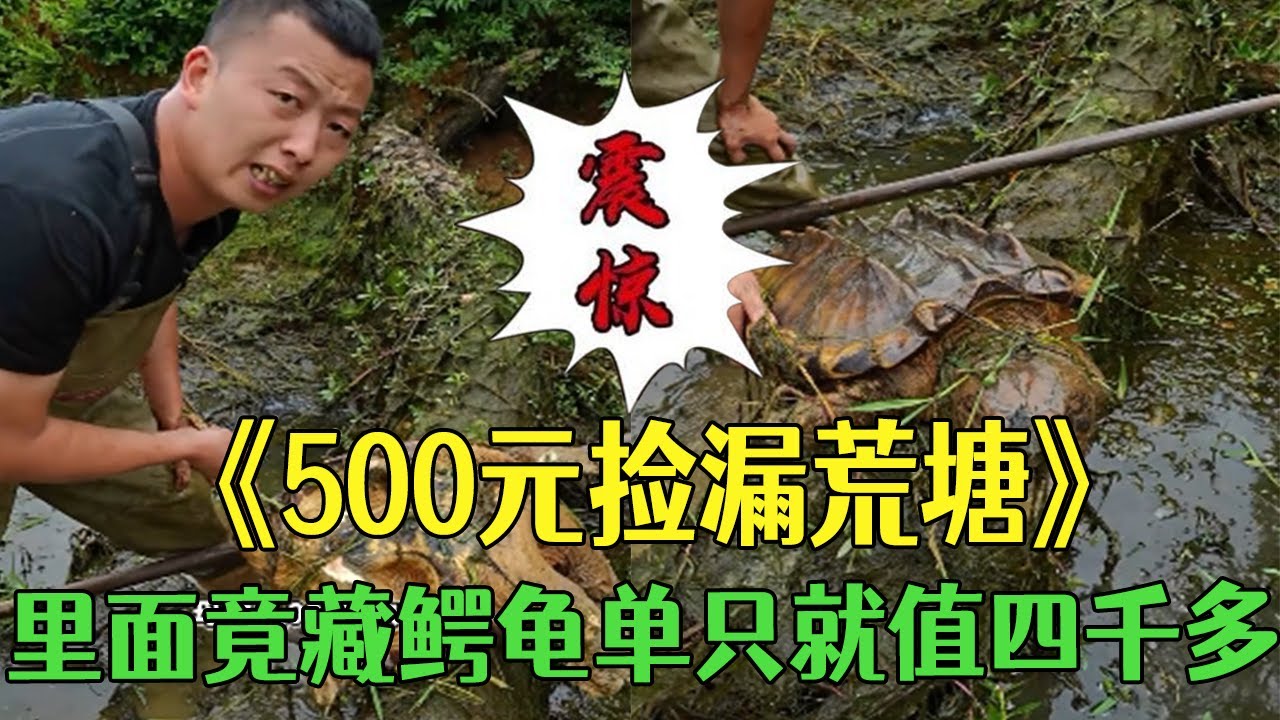 500元撿漏荒塘，裏面竟藏鳄龜單只就值四千多發財了 #小飛哥 #三農 #護外 #農村生活 #包塘#鳄龜