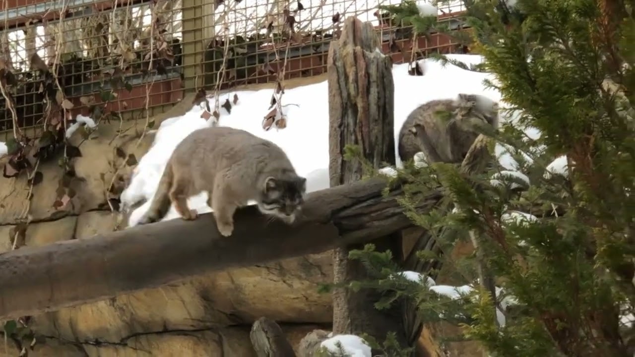 雪の降り積もって ご機嫌のボル＆ポリー - YouTube