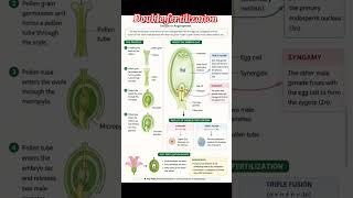 Angiosperms ka Unique Feature | double fertilization | very imp for neet #doublefertilization #NEET