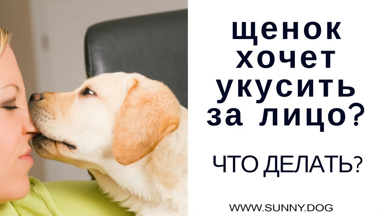 Щенок хочет укусить за лицо? За щеку? Как наказывать? - YouTube