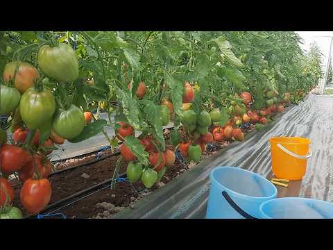 When, how and why to prune tomato leaves