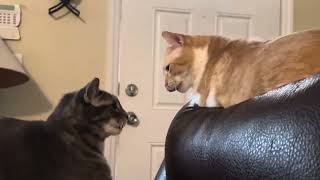 My cat acting psycho by JuicyPlayer 333 views 7 months ago 39 seconds