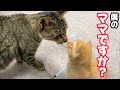 母猫の温もりを知らない子猫を全く関係ないママ猫に預けてみたら…最後まさかの展開に