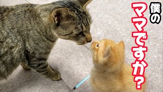 母猫の温もりを知らない子猫を全く関係ないママ猫に預けてみたら…最後まさかの展開に