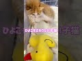 手足の動きが可愛すぎる子猫#shorts
