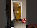 #foryou #funny #cat #shortvideo #yutube