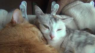 いびきをかく猫とREM睡眠の猫