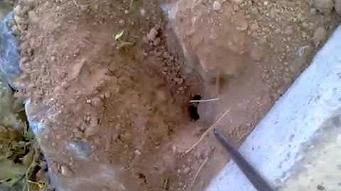 The Gopher Getters and Pocket Gopher Under a Home