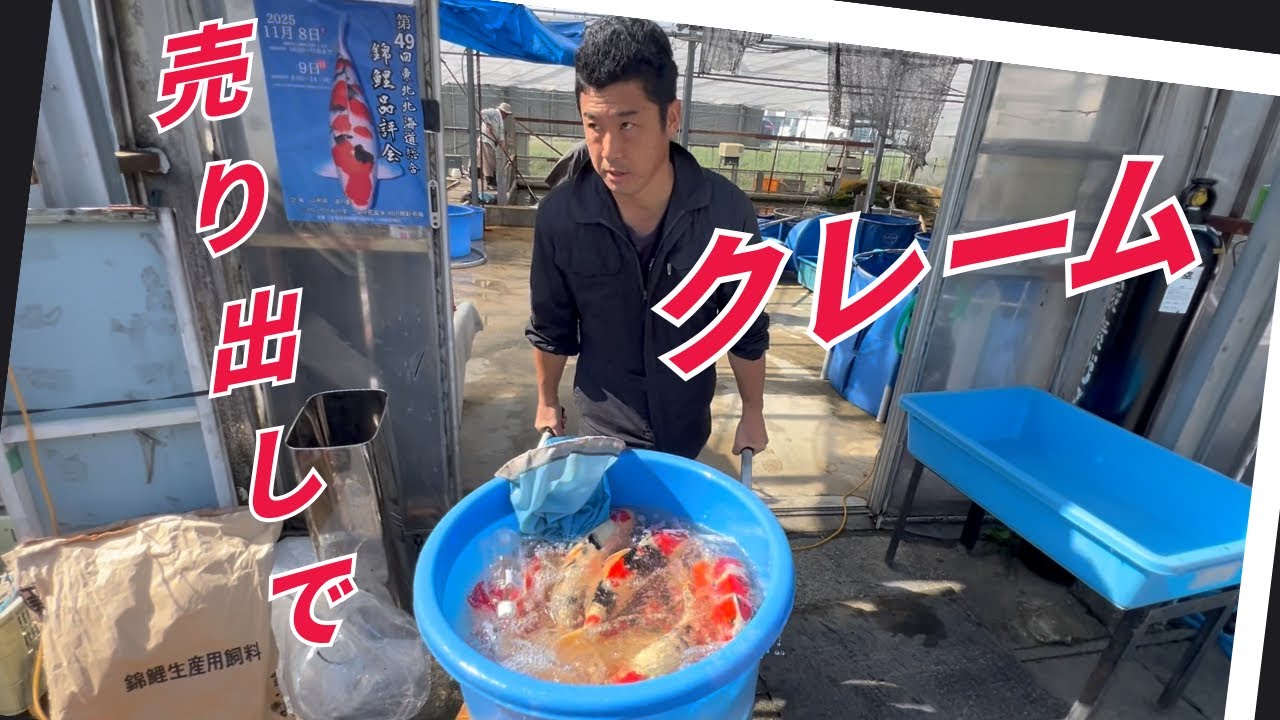 人気すぎて錦鯉が買えなかったと嘆く客が電話#通販しますよ