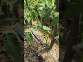 Tomato plants entering productive fruit bearing stage