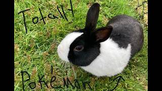 Playing Some Pokémon Showdown (Even though I'm not good at it)