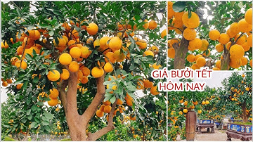 Báo giá bưởi tết đẹp quý mão 2023