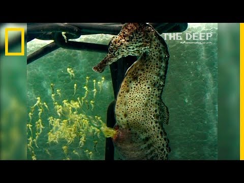 Video: Increíbles caballitos de mar