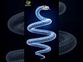 Can a Snake Survive a Broken Bone? The Dark Reality#animalfacts #hindifacts#viralshorts#animalshorts
