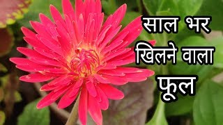 इस पौधे के फूल तोड़ लेने के बाद भी कई दिनों तक ताजे रहते हैं। gerbera flower plant basic information