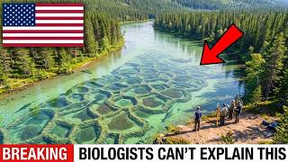 They Released 11 Beavers Into a Dying River — 1 Years Later The Results Were Insane!