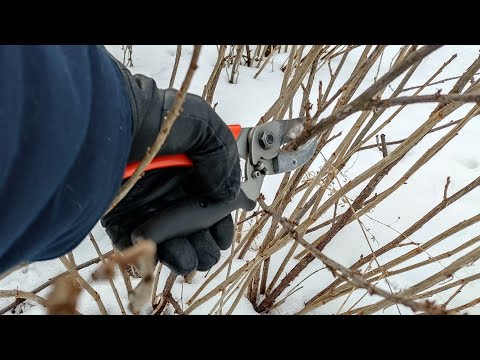 КОГДА ОБРЕЗАТЬ ЧЕРНУЮ И КРАСНУЮ СМОРОДИНУ