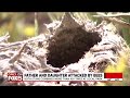 Las vegas father and daughter stung over 100 times by bees