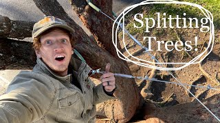 How To Keep TREES from SPLITTING - EASY and Inexpensive