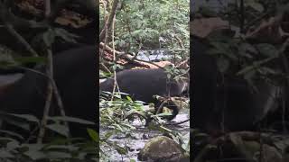 Jungle hike, Costa Rica, TAPIR