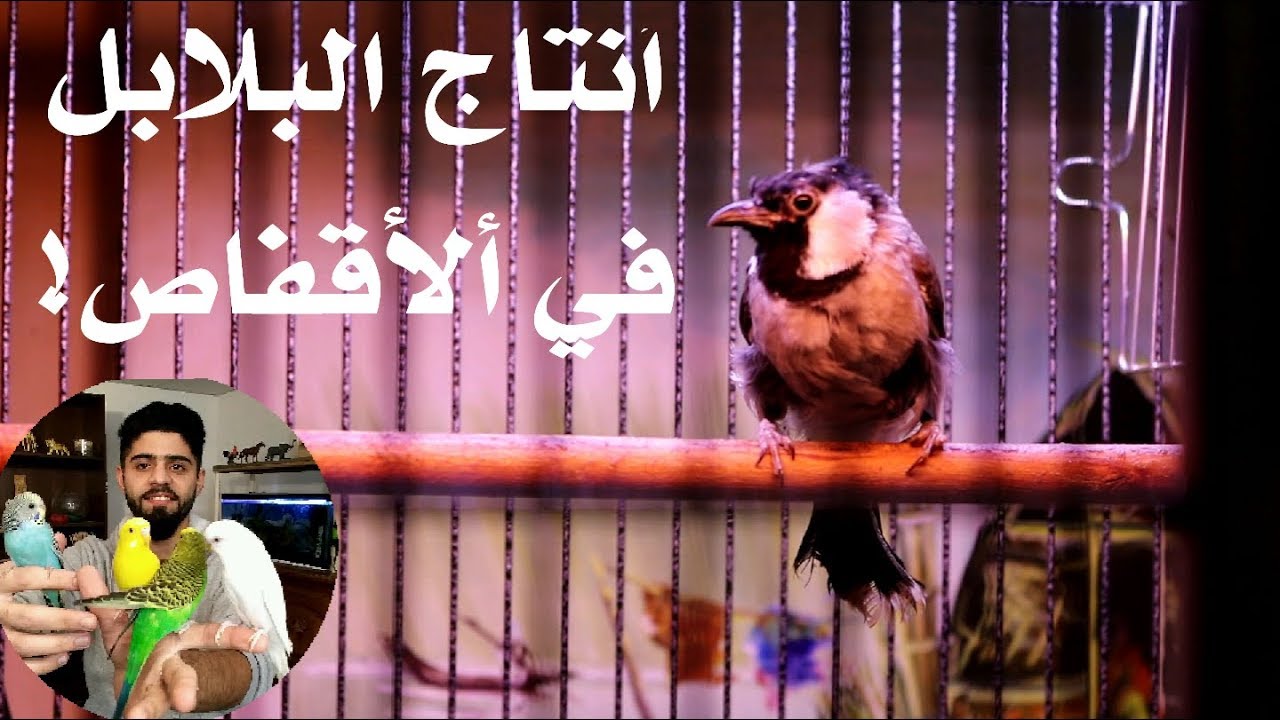 تربية و انتاج البلابل في الاقفاص مع الاستاذ سلام #منير_ليث