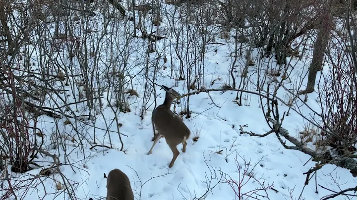 Close encounter