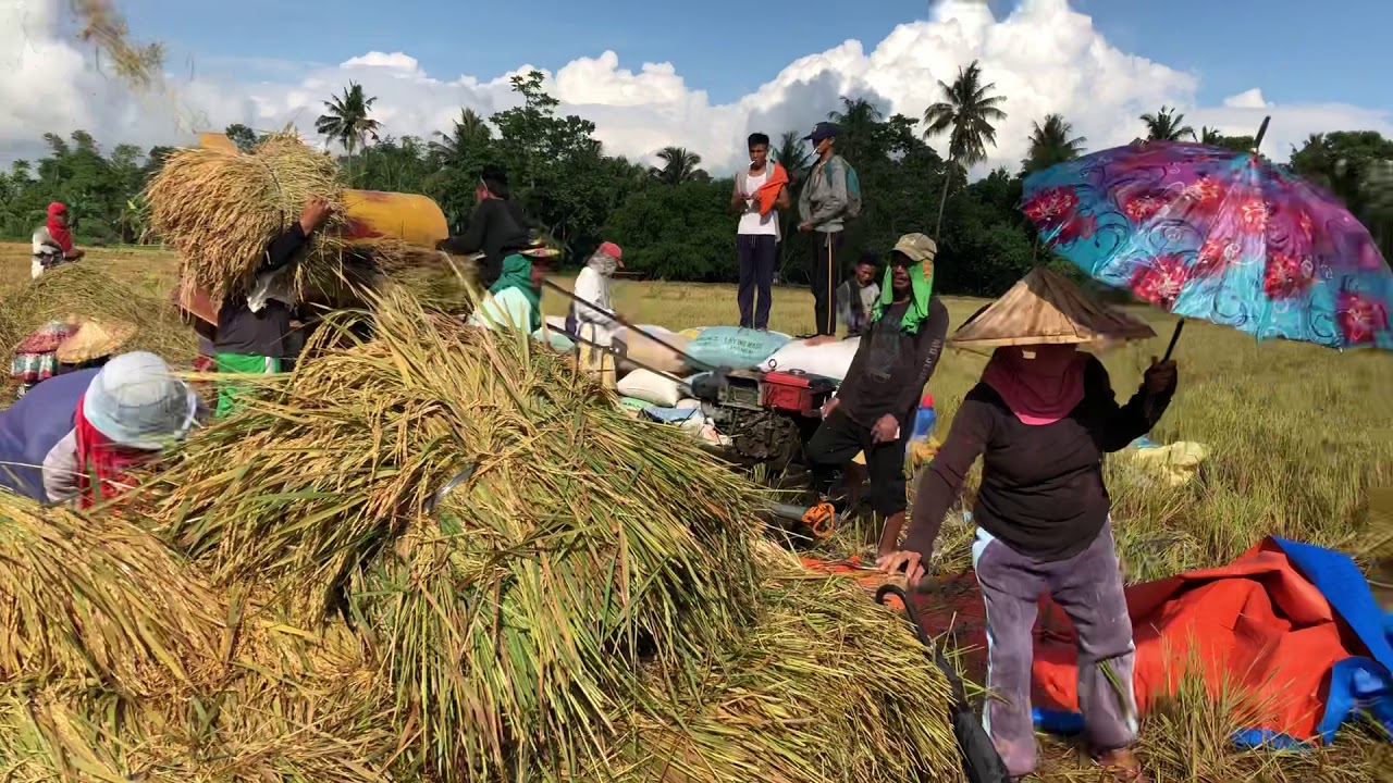 Threshing Rice In The Philippines Bo 2 Norala South Cotabato YouTube