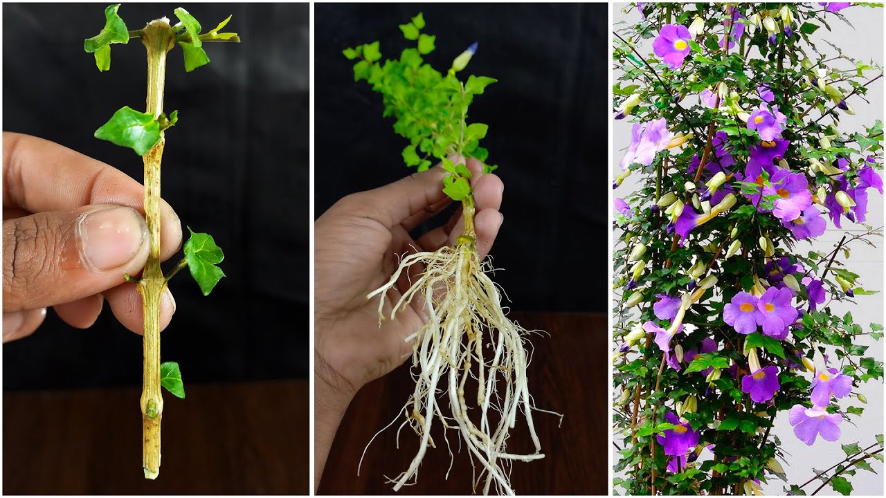 Propagation of Bush clock vine plant | Grow Thunbergia Erecta from ...