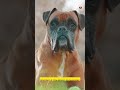 Top 5 Powerful Dogs Beginners Can Safely Handle #petshorts