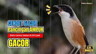 Cendet Gacor Pancingan Ampuh Bikin Cendet Malas Bunyi Jadi Gacor