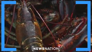 Thumbnail for ‘Lobster Boys’ say Iran has them feeling fuel‑pinched | Morning in America
