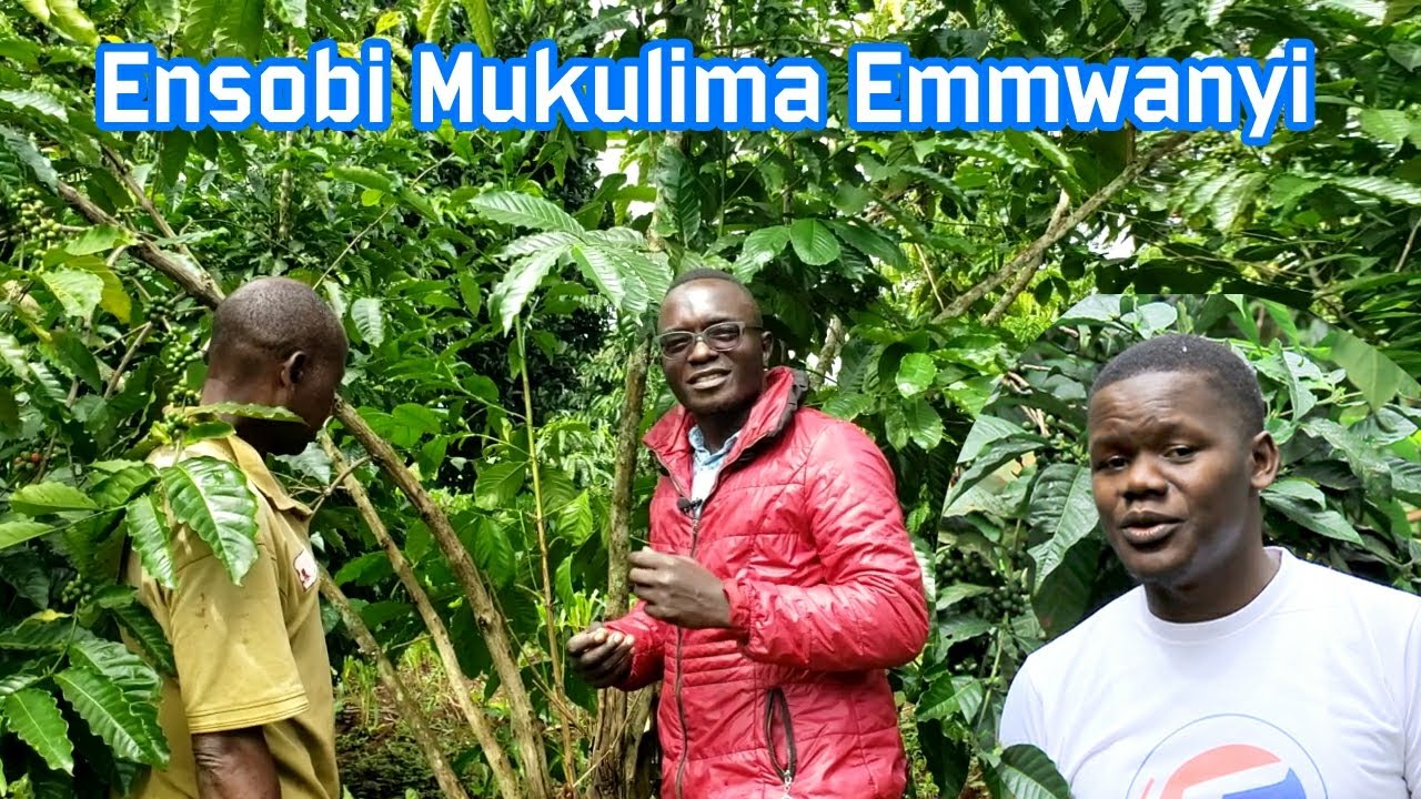 Golora ensobi Mu kulima emmwanyi onoge ssente _ How to avoid mistakes in Coffee farming