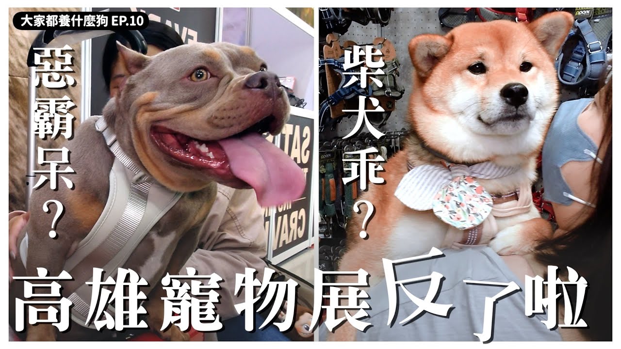 南部 「阿柴！」「阿金！」「阿霸！」「阿狗們！」集合！【大家都養什麼狗11】｜熊爸估狗　#寵物展 #高雄 #狗狗 #訓犬 #毛孩