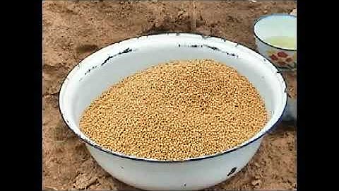 Seed inoculation (English)