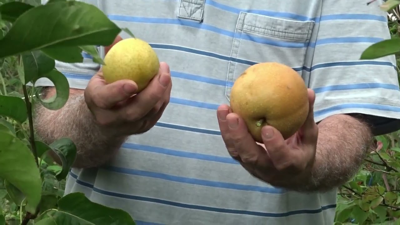 Ce soi de pere recomand. Am ceva foarte delicios