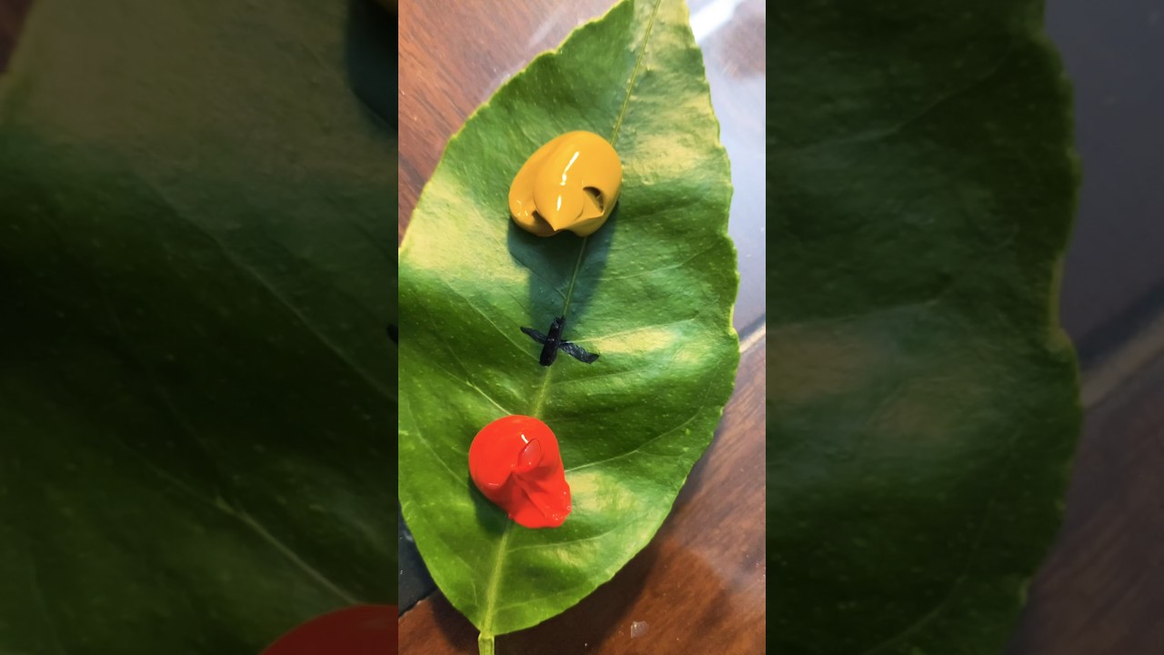 Red and Yellow make Autumn 🍂 Orange! 