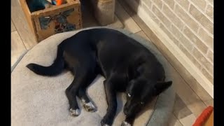 Good health and a better life for dogs
