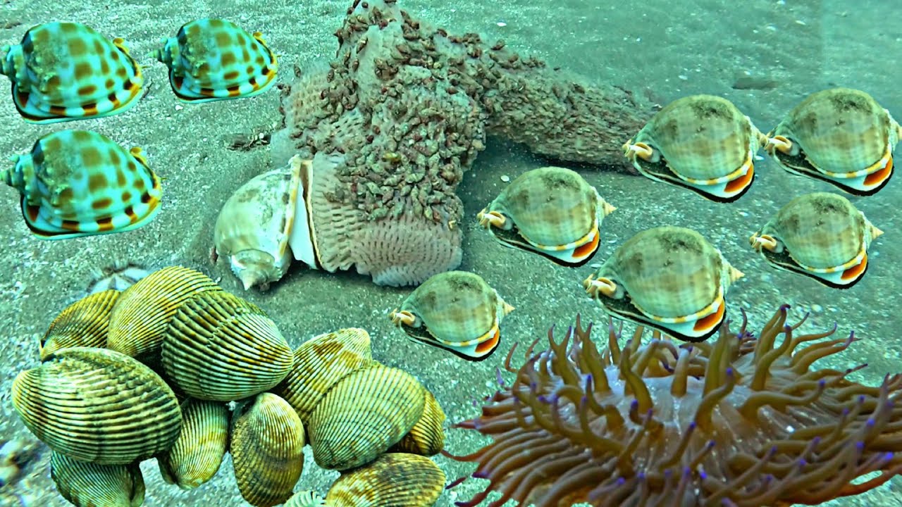 To earn a lot of money, we dived for 6 hours to the bottom of the ocean.